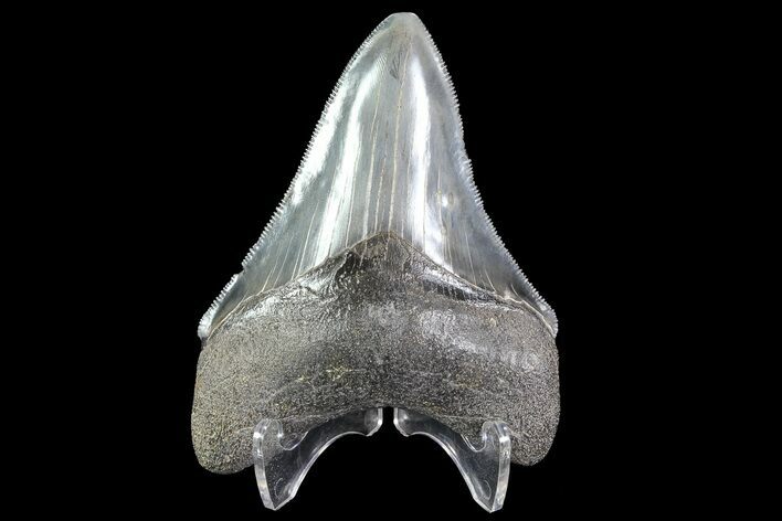 Serrated, Megalodon Tooth - Georgia #72826